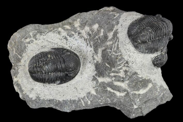 Two Detailed Gerastos Trilobite Fossils - Morocco #119013